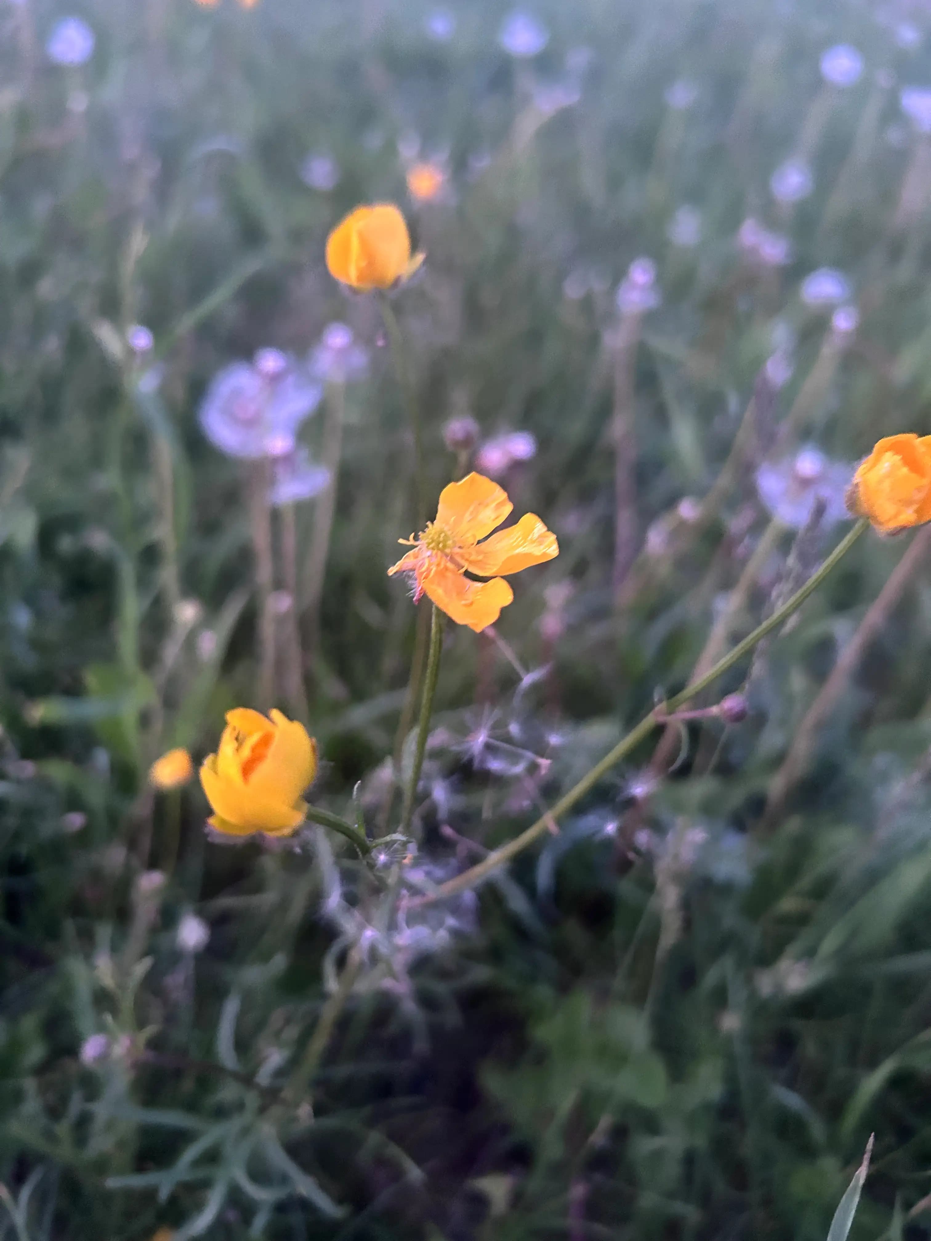 Ландшафтный дизайн 6