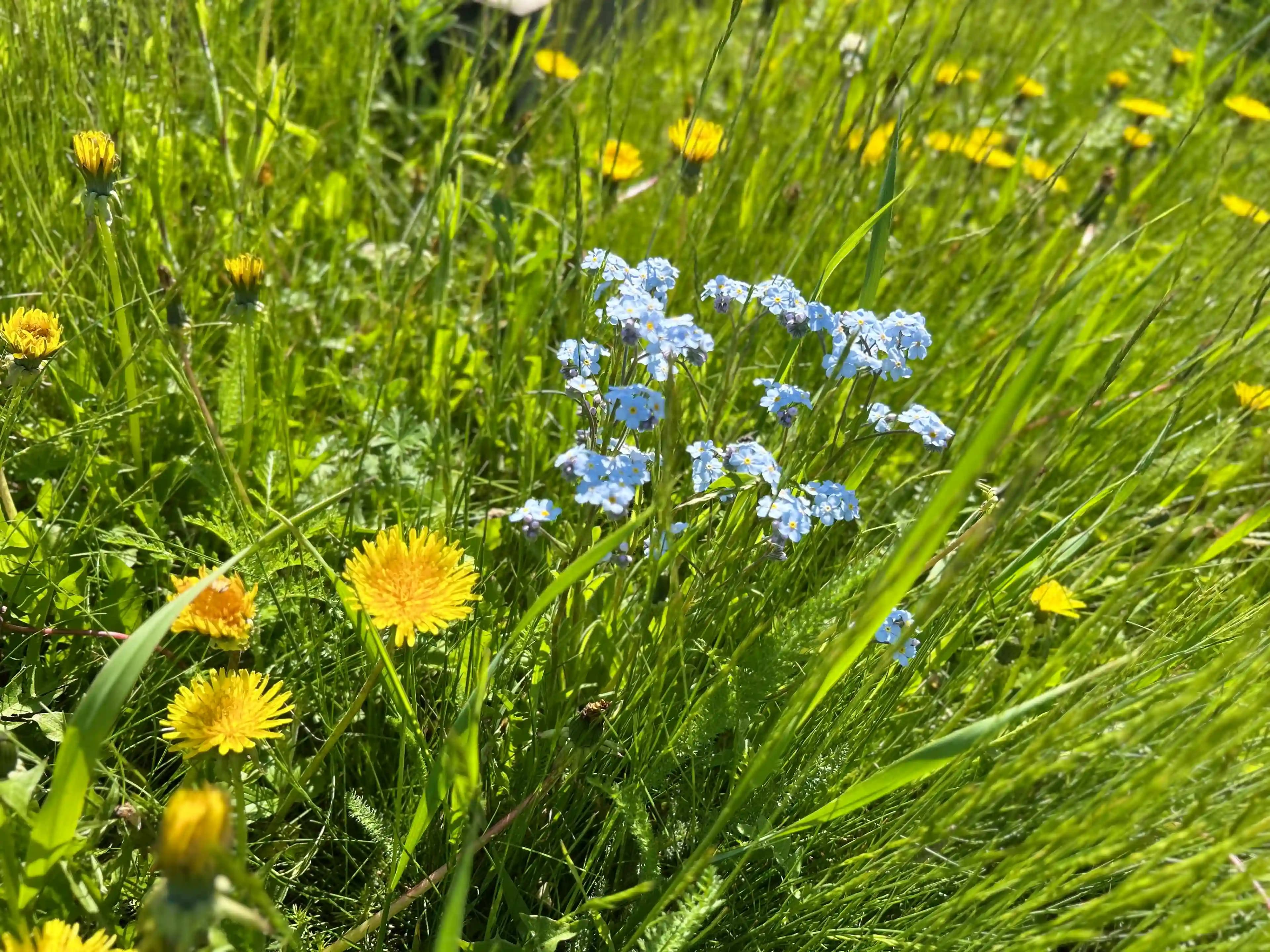 Ландшафтный дизайн 3