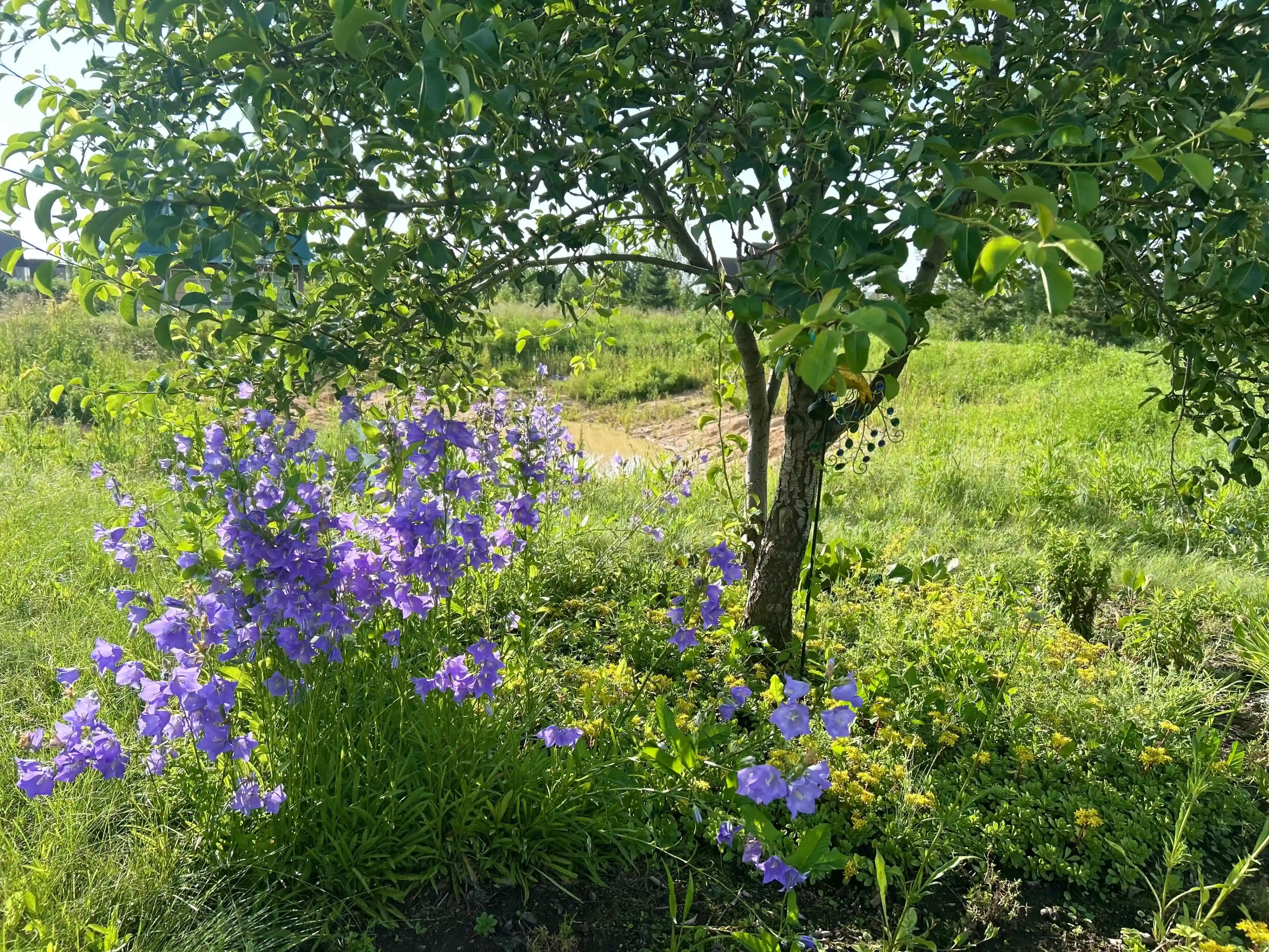 Ландшафтный дизайн 5